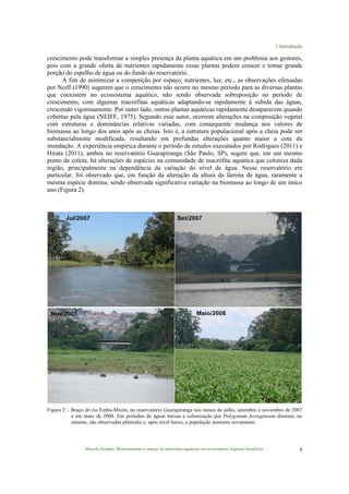 1 Introdução
Marcelo Pompêo, Monitoramento e manejo de macrófitas aquáticas em reservatórios tropicais brasileiros. 8
crescimento pode transformar a simples presença da planta aquática em um problema aos gestores,
pois com a grande oferta de nutrientes rapidamente essas plantas podem crescer e tomar grande
porção do espelho de água ou do fundo do reservatório.
A fim de minimizar a competição por espaço, nutrientes, luz, etc., as observações efetuadas
por Neiff (1990) sugerem que o crescimento não ocorre no mesmo período para as diversas plantas
que coexistem no ecossistema aquático, não sendo observada sobreposição no período de
crescimento, com algumas macrófitas aquáticas adaptando-se rapidamente à subida das águas,
crescendo vigorosamente. Por outro lado, outras plantas aquáticas rapidamente desaparecem quando
cobertas pela água (NEIFF, 1975). Segundo esse autor, ocorrem alterações na composição vegetal
com estruturas e dominâncias relativas variadas, com consequente mudança nos valores de
biomassa ao longo dos anos após as cheias. Isto é, a estrutura populacional após a cheia pode ser
substancialmente modificada, resultando em profundas alterações quanto maior a cota da
inundação. A experiência empírica durante o período de estudos executados por Rodrigues (2011) e
Hirata (2011), ambos no reservatório Guarapiranga (São Paulo, SP), sugere que, em um mesmo
ponto de coleta, há alterações de espécies na comunidade de macrófita aquática que coloniza dada
região, principalmente na dependência da variação do nível de água. Nesse reservatório em
particular, foi observado que, em função da alteração da altura da lâmina de água, raramente a
mesma espécie domina, sendo observada significativa variação na biomassa ao longo de um único
ano (Figura 2).
Figura 2 – Braço do rio Embu-Mirim, no reservatório Guarapiranga nos meses de julho, setembro e novembro de 2007
e em maio de 2008. Em períodos de águas baixas a colonização por Polygonum ferrugineum diminui, no
entanto, são observadas plântulas e, após nível baixo, a população aumenta novamente.
 