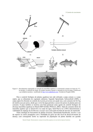 3 Controle do crescimento
Marcelo Pompêo. Monitoramento e manejo de macrófitas aquáticas em reservatórios tropicais brasileiros. 28
a) b)
c) d)
e) f)
g)
Figura 8 – Procedimentos empregados na remoção de macrófitas aquáticas: a) instrumento cortante em forma de “V”,
b) ancinho, c) cobertura do fundo, d) cortador mecânico manual, e) alteração do nível da água, f) herbivoria
e g) ceifadeira mecânica - modificado de http://www.alphaboats.com/. Extraído de Pompêo (2008).
Para o controle biológico de plantas aquáticas tem sido utilizada a carpa comum e a carpa
capim, que se alimentam da vegetação submersa. Segundo Sponchiado; Schwarzbold (2009), a
carpa capim foi eficiente no controle da Luziola peruviana em açude raso, com consumo de 42,5 kg
de matéria seca por peixe, desde que o nível da água permita o acesso dos peixes às plantas para seu
consumo. O pacu também se mostrou com bom potencial como agente de controle biológico de
diversas macrófitas aquáticas no Brasil (MIYAZAKI; PITELLI, 2003). Além do consumo direto da
macrófita aquática que se desenvolve no corpo de água, Saint-Paul et al. (1981) demonstraram a
viabilidade do emprego de Eichhornia crassipes seca como parte da dieta de alevinos de matrinchã.
Outra estratégia de biocontrole de plantas invasoras, denominada bioerbicida, envolve o uso
de esporos ou outros propágulos com a finalidade de gerar um alto nível de desenvolvimento de
doença, com consequente morte ou supressão de populações da planta daninha em questão
 