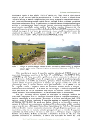 4 Algumas experiências brasileiras
Marcelo Pompêo Monitoramento e manejo de macrófitas aquáticas em reservatórios tropicais brasileiros. 52
cobertura do espelho de água atingiu 150.000 m2
(ANDRADE, 2009). Além do efeito estético
negativo, por ser um reservatório que abastece cerca de 1,5 milhão de pessoas, o acúmulo dessa
vegetação próximo ao ponto de captação de água bruta trouxe preocupação aos gestores do sistema,
pois essa grande biomassa acumulada poderia alterar a qualidade da água, resultando em maiores
custos para seu tratamento. Como forma de manejo, os bancos dessa macrófita aquática localizados
próximo ao ponto de captação foram levados por barco até a margem e manualmente removidos;
posteriormente, encaminhados a aterro sanitário. Para facilitar o trabalho, foi desenvolvida pela
equipe da Companhia de Saneamento Básico do Estado de São Paulo (SABESP) uma esteira rolante
instalada na margem do reservatório que encaminhava a massa vegetal manualmente removida
diretamente às caçambas dos caminhões. Foi estimado em 1.250 m3
e 250 m3
o volume de
macrófitas retirado em 2004 e 2005, respectivamente (ANDRADE, op cit.).
a) b)
Figura 15 - Remoção de macrófitas aquáticas flutuantes do braço Rio Grande (Complexo Billings) (a). Banco da
macrófita aquática emersa Polygonum ferrugineum no reservatório Guarapiranga em 2005 (b). Fonte:
Andrade (2009).
Outra experiência de manejo de macrófitas aquáticas efetuada pela SABESP ocorreu no
reservatório Guarapiranga (município de São Paulo, SP) em 2005 (Figura 15b) (POMPÊO, 2008;
ANDRADE op cit.). Nesse reservatório o problema de intenso crescimento foi observado no
período de março a abril de 2005. A região da barragem, local de captação de água bruta empregada
no abastecimento de 4 milhões de paulistanos, apresentou intenso crescimento da macrófita
aquática emersa Polygonum ferrugineum. A remoção da vegetação ocorreu com auxílio de
guindaste tipo tadano, e o volume removido foi de aproximadamente 2.250 m3
(ANDRADE, op
cit.). Segundo Andrade, a vegetação retirada foi inicialmente mantida próxima à barragem,
representando um acumulado de 1 m de altura, por 3 m de largura e 750 m de comprimento. O
custo aproximado dos serviços contratados, entre aluguel de guindaste e destino da biomassa
vegetal removida a aterro, ficou próximo a R$ 93.000,00, valor referente ao ano de manejo.
Em 2007, novamente ocorreu problema de crescimento de macrófitas aquáticas no
reservatório Guarapiranga, desta vez com Pistia stratiotes e Salvinia sp, removidas manualmente e
também encaminhadas a aterro sanitário. No entanto, há registros sugerindo que desde 1959
ocorrem eventos de intenso crescimento de macrófitas aquáticas no reservatório Guarapiranga
(BARBOSA; GENTIL, 2009). De acordo com Barbosa e Gentil, no rio Embu-Mirim ocorreu o
aumento da Eichhornia azurea, que ocupou uma área de 800 m². Esses autores também comentam
que ao longo dos anos a Eletropaulo Metropolitana Eletricidade de São Paulo S.A. (Eletropaulo)
utilizou-se de vários processos para manter sob controle a infestação de plantas aquáticas em seus
reservatórios, entre eles os manuais, utilizados principalmente para a remoção de pequenas
quantidades de plantas esparsas em locais de fácil acesso. A Eletropaulo chegou a empregar
também o lança-chamas, de forma experimental no reservatório Pirapora em 1957, mas com
resultados considerados não satisfatórios. A retirada com escavadeiras foi adotada no Canal
 