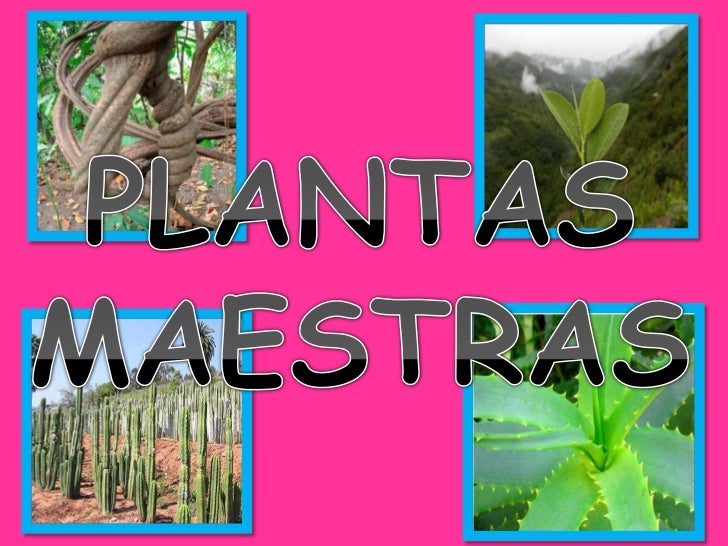 Plantas Maestras De Uso En El Peru