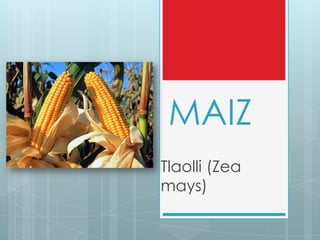 MAIZ
Tlaolli (Zea
mays)
 