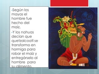 •Según  los
mayas el
hombre fue
hecho del
maiz.
•Y los nahuas
decían que
quetzalcoatl se
transformo en
hormiga para
robar el maíz y
entregárselo al
hombre para
su alimento.
 