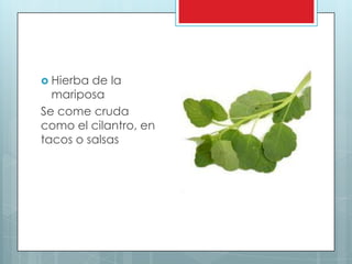  Hierba de la
  mariposa
Se come cruda
como el cilantro, en
tacos o salsas
 