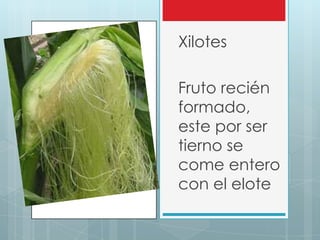 Xilotes

Fruto recién
formado,
este por ser
tierno se
come entero
con el elote
 