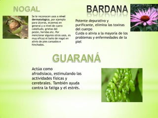 Se le reconocen usos a nivel
dermatológico, por ejemplo
para úlceras, eczemas en
                                   Potente depurativo y
general y a nivel de cuero         purificante, elimina las toxinas
cabelludo, grietas del             del cuerpo
pezón, heridas etc. Por
mencionar algunos otros usos, es
                                   Cuida o alivia a la mayoría de los
muy eficaz el baño de nogal en     problemas y enfermedades de la
alivio de pies cansados e          piel
hinchados.




Actúa como
afrodisíaco, estimulando las
actividades físicas y
cerebrales. También ayuda
contra la fatiga y el estrés.
 