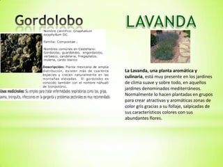 La Lavanda, una planta aromática y
culinaria, está muy presente en los jardines
de clima suave y sobre todo, en aquellos
jardines denominados mediterráneos.
Normalmente lo hacen plantadas en grupos
para crear atractivas y aromáticas zonas de
color gris gracias a su follaje, salpicadas de
sus característicos colores con sus
abundantes flores.
 