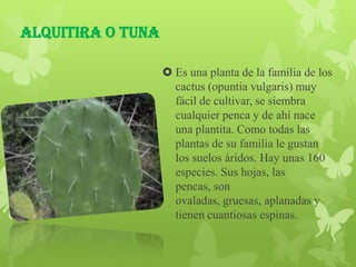 Alquitira o tuna

                    Es una planta de la familia de los
                     cactus (opuntia vulgaris) muy
                     fácil de cultivar, se siembra
                     cualquier penca y de ahí nace
                     una plantita. Como todas las
                     plantas de su familia le gustan
                     los suelos áridos. Hay unas 160
                     especies. Sus hojas, las
                     pencas, son
                     ovaladas, gruesas, aplanadas y
                     tienen cuantiosas espinas.
 