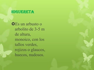 Higuereta

Es un arbusto o
 arbolito de 3-5 m
 de altura,
 monoico, con los
 tallos verdes,
 rojizos o glaucos,
 huecos, nudosos.
 