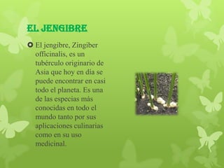 El jengibre
 El jengibre, Zingiber
  officinalis, es un
  tubérculo originario de
  Asia que hoy en día se
  puede encontrar en casi
  todo el planeta. Es una
  de las especias más
  conocidas en todo el
  mundo tanto por sus
  aplicaciones culinarias
  como en su uso
  medicinal.
 