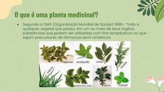 ● Segundo a OMS (Organização Mundial de Saúde) 1998– “todo e
qualquer vegetal que possui, em um ou mais de seus órgãos,
substâncias que podem ser utilizadas com fins terapêuticos ou que
sejam precursores de fármacos semi-sintéticos.
O que é uma planta medicinal?
 