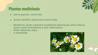 ● Nome popular: camomila;
● Nome Científico: Matricaria chamomilla;
• Benefícios: Ajuda a prevenir problemas estomacais, alivia cólicas,
possui ação antioxidante e anti-inflamatória.
• Efeito relaxante, reduz
• A ansiedade.
Plantas medicinais
 