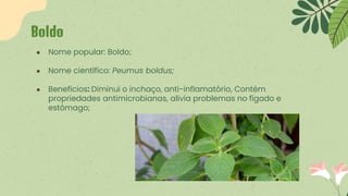 ● Nome popular: Boldo;
● Nome científico: Peumus boldus;
● Benefícios: Diminui o inchaço, anti-inflamatório, Contém
propriedades antimicrobianas, alivia problemas no fígado e
estômago;
Boldo
 