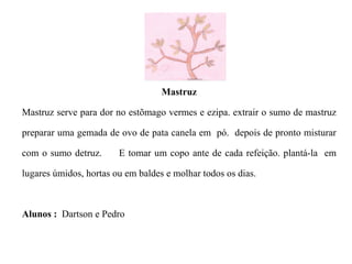 Mastruz Mastruz serve para dor no estõmago vermes e ezipa. extrair o sumo de mastruz preparar uma gemada de ovo de pata canela em  pó.  depois de pronto misturar com o sumo detruz.  E tomar um copo ante de cada refeição. plantá-la  em lugares úmidos, hortas ou em baldes e molhar todos os dias. Alunos :   Dartson e Pedro  