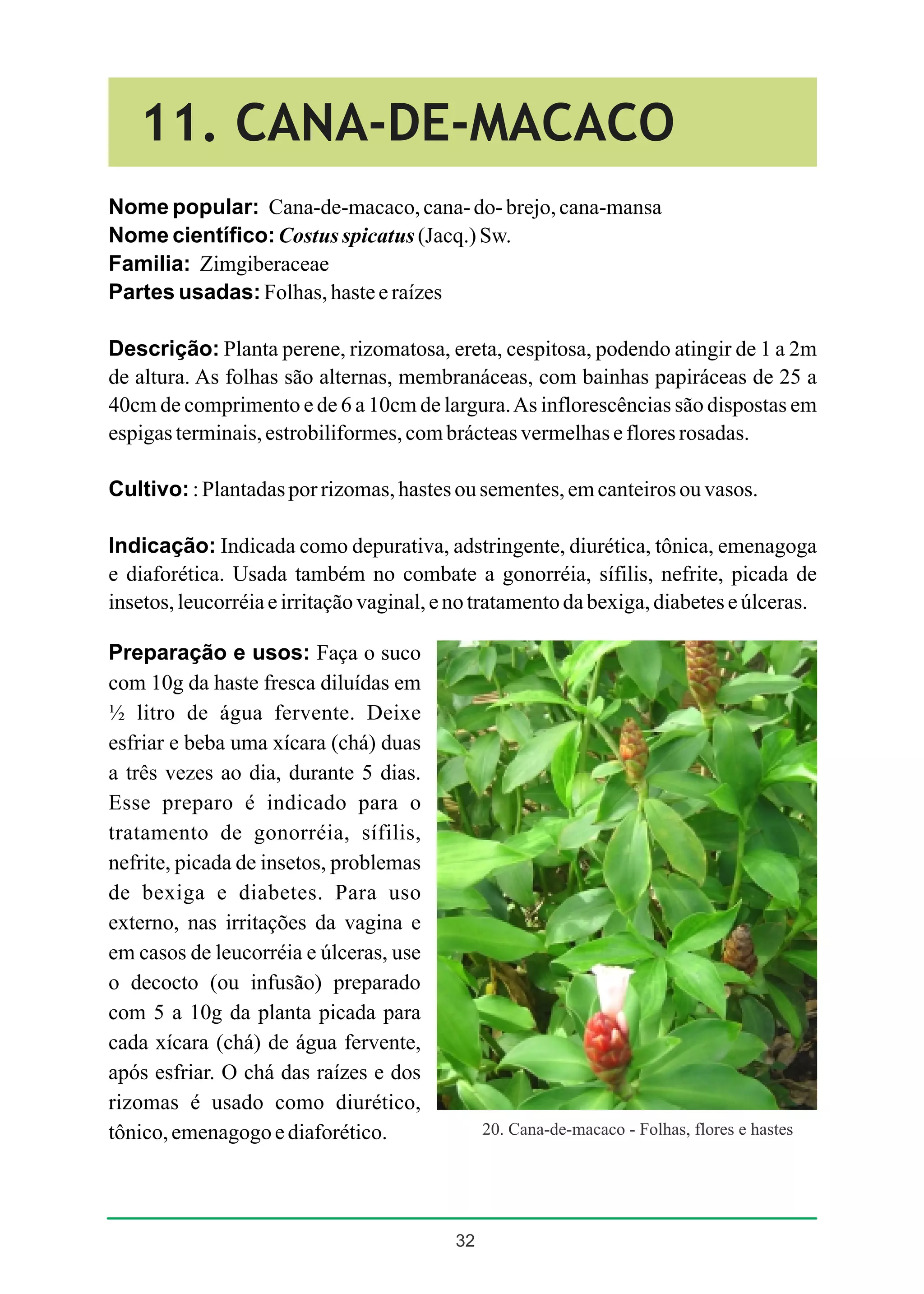 Plantas medicinais de uso comum no nordeste do brasil | PDF