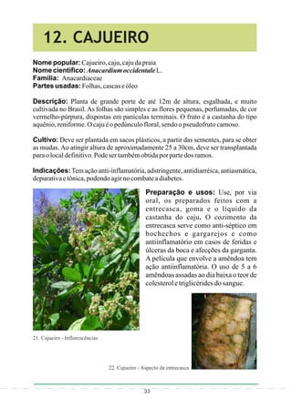 Plantas medicinais de uso comum no nordeste do brasil | PDF