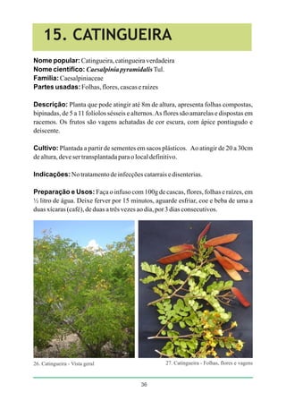 Plantas medicinais de uso comum no nordeste do brasil | PDF