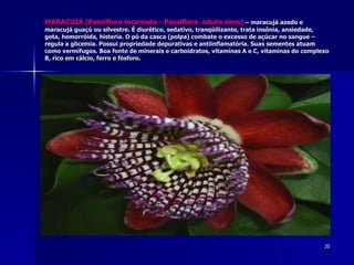 MARACUJÁ (Passiflora incarnata - Passiflora  edulis sims)  – maracujá azedo e maracujá guaçú ou silvestre. É diurético, se...