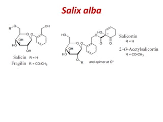 Salix alba
FARMACOLOGIA E MECANISMO DE AÇÃO:
Salix
Inibição da
ciclooxigenase
1 e 2
Redução da
dor e febre
Inibição do Fat...