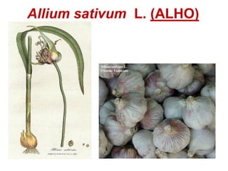 Allium sativum L. (ALHO)
 