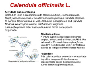 Calendula officinalis L.
Fagocitose
Três polissacarideos aumentam a capacitade
fagocítica dos granulócitos humanos
especia...