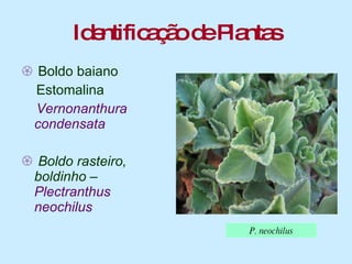 Identificação de Plantas Boldo baiano Estomalina Vernonanthura  condensata Boldo rasteiro, boldinho –  Plectranthus neochilus  P. neochilus 