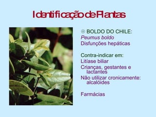 Identificação de Plantas BOLDO DO CHILE : Peumus boldo Disfunções hepáticas Contra-indicar em: Litíase biliar Crianças, gestantes e lactantes Não utilizar cronicamente: alcalóides Farmácias 