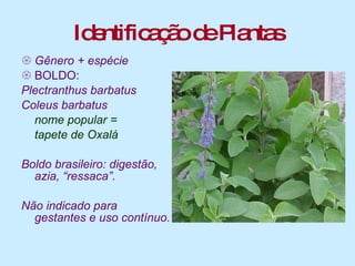 Identificação de Plantas Gênero + espécie BOLDO:  Plectranthus barbatus Coleus barbatus nome popular = tapete de Oxalá Boldo brasileiro: digestão, azia, “ressaca”. Não indicado para gestantes e uso contínuo. 