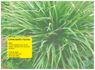 CAPIM-SANTO: FOLHAS
Usos:
O chá é indicado para dor de
cabeça, calmante e em casos de
diabetes.
O chá de capim-
santo Serve para dor
Ela é uma planta
verde Que usamos
com amor
.
12 13
 