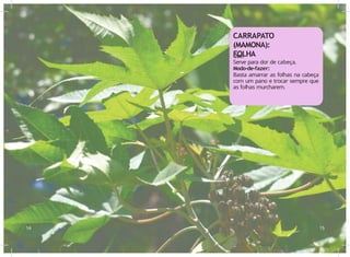 Uso:
Serve para dor de cabeça.
Modo-de-fazer:
Basta amarrar as folhas na cabeça
com um pano e trocar sempre que
as folhas murcharem.
14 15
CARRAPATO
(MAMONA):
FOLHA
 