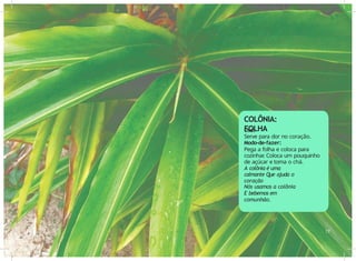 Uso:
Serve para dor no coração.
Modo-de-fazer:
Pega a folha e coloca para
cozinhar
. Coloca um pouquinho
de açúcar e toma o chá.
A colônia é uma
calmante Que ajuda o
coração
Nós usamos a colônia
E bebemos em
comunhão.
16 17
COLÔNIA:
FOLHA
 