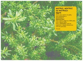 Usos:
Serve para catarro no peito,
para quebradura e
desmetidura*.
Modo-de-fazer:
Para catarro, pega-se a folha pisa,
côa e depois bebe.
Para a desmetidura, pisa-se,
espreme, e depois amarra em
cima da pancada.
26 27
(*)luxação
MASTRUZ, MENTRUZ
OU MASTRUÇO:
FOLHA
 