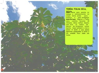 Usos: Serve para anemia no
sangue e esmorecimento no
corpo. Serve ainda para
inchaço e para emagrecer
.
Modo-de-fazer: Pega-se a folha
seca, cozinha durante 30
minutos, deixa esfriar, depois,
sem tirar as folhas de
dentro do recipiente, tomar
banho. Fazer também o chá e
beber. O torém é uma planta
Queremos compartilhar O torém é
um remédio Para todos nós
tomar.
32 33
TORÉM: FOLHA SECA,
ÁGUA
 