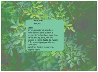 ARRUDA:
FOLHA
Usos:
Serve para dor-de-mulher.
Para banho, para afastar a
inveja. Serve também para dor-
velha, enxaquecas, dor de
cabeça e cólica. Modo-de-fazer:
Coloca-se a água para ferver
,
coloca-se
as folhas dentro e cobre-se,
depois bebe.
4 5
 
