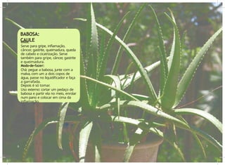 Usos:
Serve para gripe, inflamação,
câncer, gastrite, queimadura, queda
de cabelo e cicatrização. Serve
também para gripe, câncer
, gastrite
e queimadura.
Modo-de-fazer:
Chá: pegue a babosa, junte com a
malva, com um a dois copos de
água, passe no liquidificador e faça
a garrafada.
Depois é só tomar.
Uso externo: cortar um pedaço de
babosa e partir ela no meio, enrolar
num pano e colocar em cima da
inflamação.
6 7
BABOSA:
CAULE
 