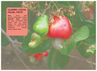 Usos: Serve para
anemia, inflamação e tosse.
Modo-de- fazer: Pegue
um caju, ou quantos você
quiser
, doce ou azedo,
rasgue em várias partes,
esprema o vinho em um
recipiente, coloque
açúcar
, depois beba.
10 11
CAJUEIRO: CASCAS,
FOLHAS, FRUTO
 