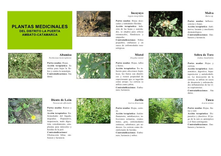 Plantas Medicinales Plantas Medicinales