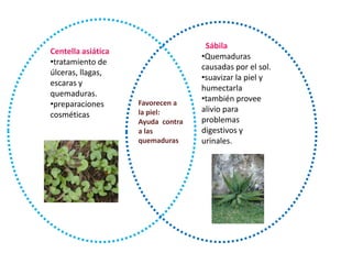 Sábila Quemaduras causadas por el sol.