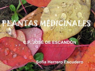 PLANTAS MEDICINALES
Sofía Herrero Escudero
C.P. JOSÉ DE ESCANDÓN
 