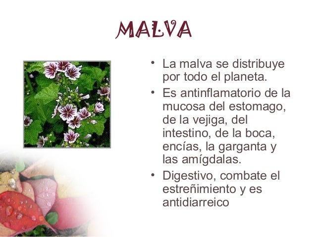 Plantas Medicinales