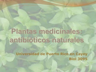 Universidad de Puerto Rico en Cayey
                          Biol 3095
 