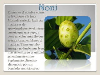 El noni es el nombre como
se le conoce a la fruta
Morinda citrícola. La fruta
madura es de
aproximadamente el mismo
tamaño que una papa, y
tiene un color amarillo que
se transforma en blanco al
madurar. Tiene un sabor
amargo, no huele muy bien,
mas sin embargo es utilizado
generalmente como
Suplemento Dietetico
alimenticio por sus
bondades nutricionales.
 