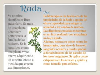 Uso:
Su nombre              La fitoterapia se ha hecho eco de las
científico es Ruta     propiedades de la Ruda y apunta de
graveolens. Se trata   ella su capacidad para mitigar la
de una planta          ansiedad y los estados de nervios.
perenne y              Las digestiones pesadas encuentran
pertenece a la         en un licor realizado con esta planta
                       un buen aliado.
familia de las
                       Además, destaca su poder contra las
rutáceas. Se la        hemorragias, pues sirve de freno en
considera como         sangrados oculares y nasales gracias
una planta vivaz       al fortalecimiento de las paredes de
que va adquiriendo     los vasos sanguíneos. Se aplica como
un aspecto leñoso a    cataplasma en los accesos y quistes y
medida que crecen      como remedio para cefaleas.
sus dimensiones.
 
