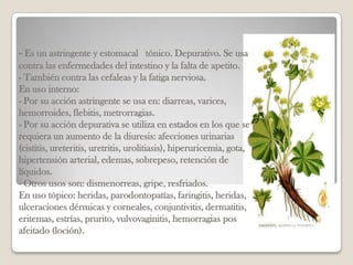 - Es un astringente y estomacal tónico. Depurativo. Se usa
contra las enfermedades del intestino y la falta de apetito.
- También contra las cefaleas y la fatiga nerviosa.
En uso interno:
- Por su acción astringente se usa en: diarreas, varices,
hemorroides, flebitis, metrorragias.
- Por su acción depurativa se utiliza en estados en los que se
requiera un aumento de la diuresis: afecciones urinarias
(cistitis, ureteritis, uretritis, urolitiasis), hiperuricemia, gota,
hipertensión arterial, edemas, sobrepeso, retención de
líquidos.
- Otros usos son: dismenorreas, gripe, resfriados.
En uso tópico: heridas, parodontopatías, faringitis, heridas,
ulceraciones dérmicas y corneales, conjuntivitis, dermatitis,
eritemas, estrías, prurito, vulvovaginitis, hemorragias pos
afeitado (loción).
 