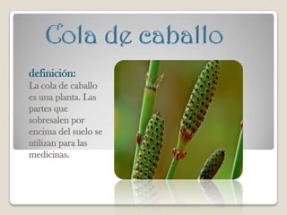 definición:
La cola de caballo
es una planta. Las
partes que
sobresalen por
encima del suelo se
utilizan para las
medicinas.
 