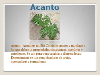 Acanto - Acanthus mollis: Contiene taninos y mucílago a
los que debe sus propiedades cicatrizantes, aperitivas y
emolientes. Se usa para tratar anginas y diarreas leves.
Externamente se usa para picaduras de araña,
quemaduras y contusiones
 