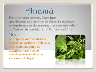 Planta herbácea perenne. Crece hasta
aproximadamente un metro de altura. Se encuentra
principalmente en el Amazonas y las áreas tropicales
de Centro y Sur América, en el Caribe y en África.
Uso:
Se emplea contra la artritis, la
malaria, reumatismo, problemas
de la memoria, como un
analgésico local y como
antinflamatorio en diversas
afecciones de la piel.
 