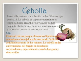 La cebolla pertenece a la familia de las Liliáceas (ajo,
 puerro...). La cebolla es la parte subterránea en
 forma de bulbo amarillo rojo violáceo de una
 pequeña planta, la cual tiene sus verdes ramas verdes
 y redondas, que están huecas por dentro.
Uso:
Contra el edema porque elimina los líquidos que se
acumulan en los tejidos y de este modo facilita la
actividad excretora de los riñones. La cebolla en las
enfermedades del hígado da resultados
sorprendentes, especialmente cuando hay gases y
obstrucción.
 