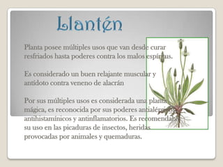 Planta posee múltiples usos que van desde curar
resfriados hasta poderes contra los malos espíritus.

Es considerado un buen relajante muscular y
antídoto contra veneno de alacrán

Por sus múltiples usos es considerada una planta
mágica, es reconocida por sus poderes antialérgicos,
antihistamínicos y antinflamatorios. Es recomendable
su uso en las picaduras de insectos, heridas
provocadas por animales y quemaduras.
 