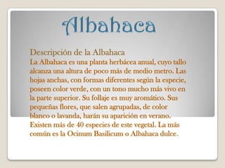 Descripción de la Albahaca
La Albahaca es una planta herbácea anual, cuyo tallo
alcanza una altura de poco más de medio metro. Las
hojas anchas, con formas diferentes según la especie,
poseen color verde, con un tono mucho más vivo en
la parte superior. Su follaje es muy aromático. Sus
pequeñas flores, que salen agrupadas, de color
blanco o lavanda, harán su aparición en verano.
Existen más de 40 especies de este vegetal. La más
común es la Ocinum Basilicum o Albahaca dulce.
 