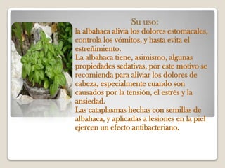 Su uso:
la albahaca alivia los dolores estomacales,
controla los vómitos, y hasta evita el
estreñimiento.
La albahaca tiene, asimismo, algunas
propiedades sedativas, por este motivo se
recomienda para aliviar los dolores de
cabeza, especialmente cuando son
causados por la tensión, el estrés y la
ansiedad.
Las cataplasmas hechas con semillas de
albahaca, y aplicadas a lesiones en la piel
ejercen un efecto antibacteriano.
 